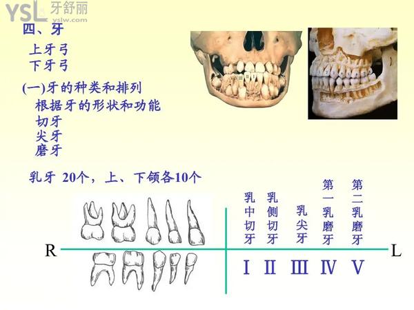 中年人牙掉了还能长出来吗2