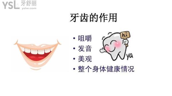 牙齿的作用