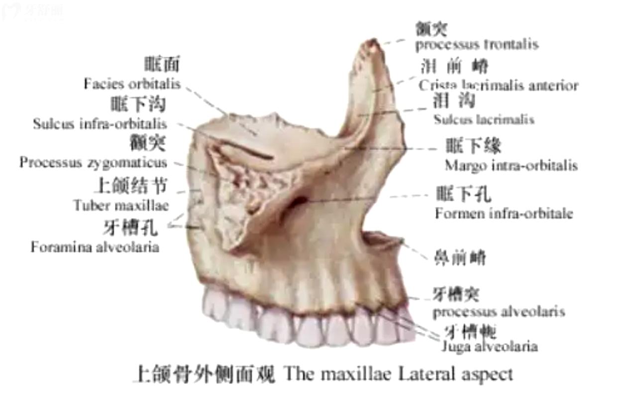 牙槽骨位置