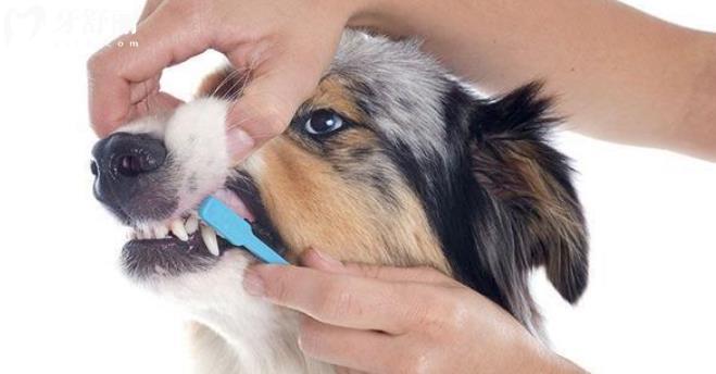 给狗狗刷牙