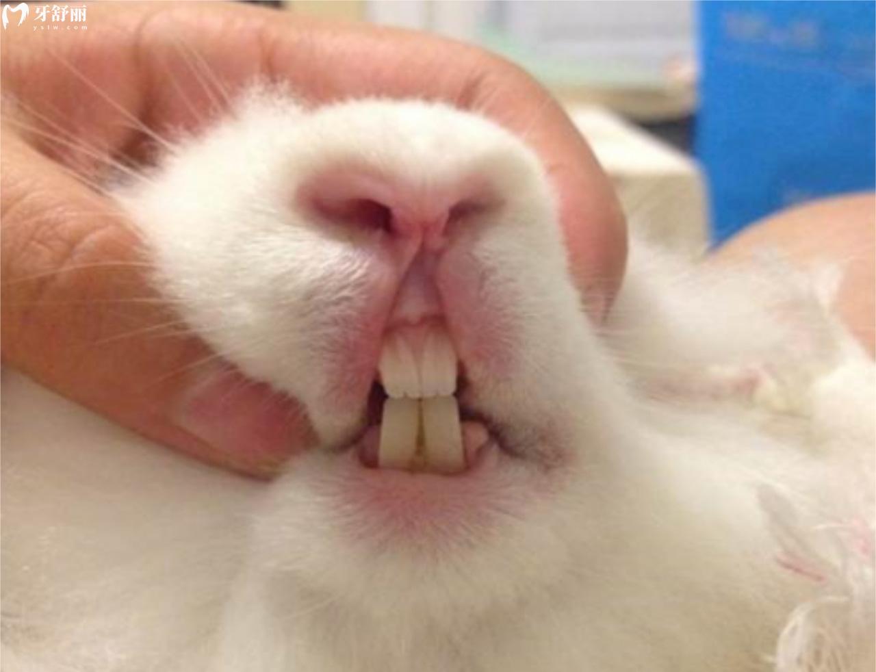 兔子牙齿太长