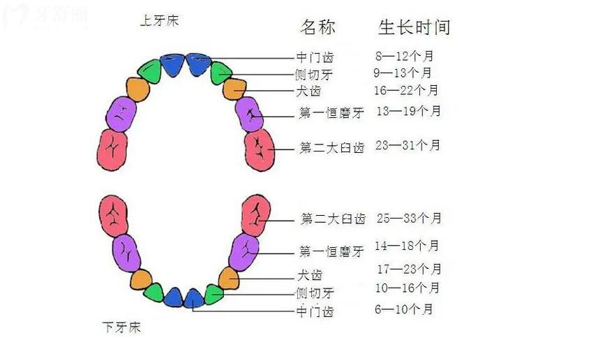 牙齿几号牙分布图图片