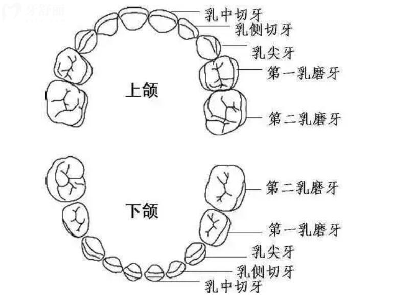 人类牙齿的结构图