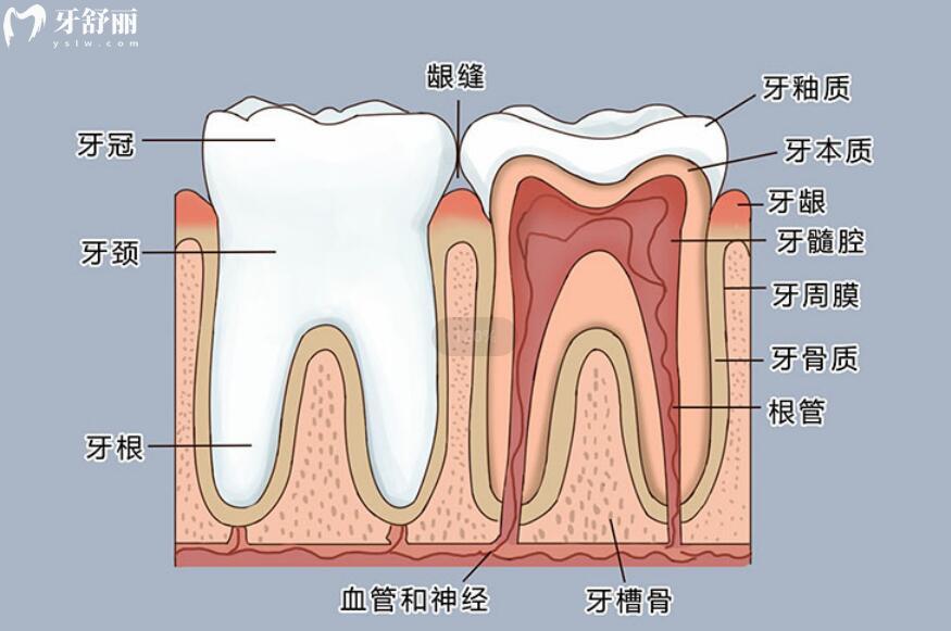 牙齿上下排的正确位置图片