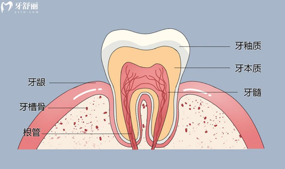 牙齿的基本结构图片图片