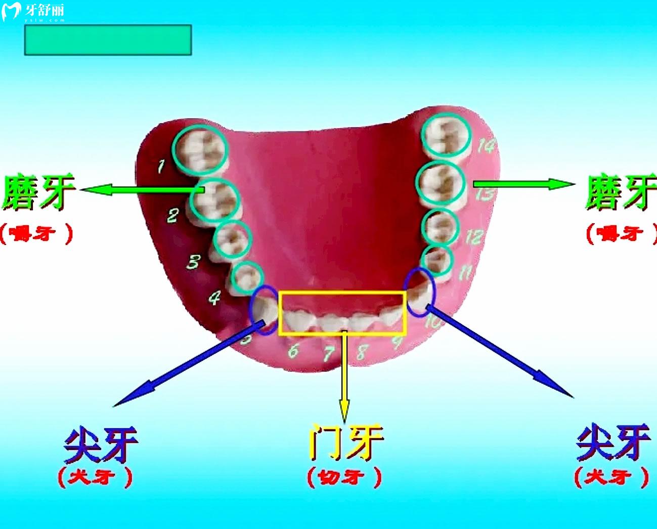 牙齿邻面接触点位置图片