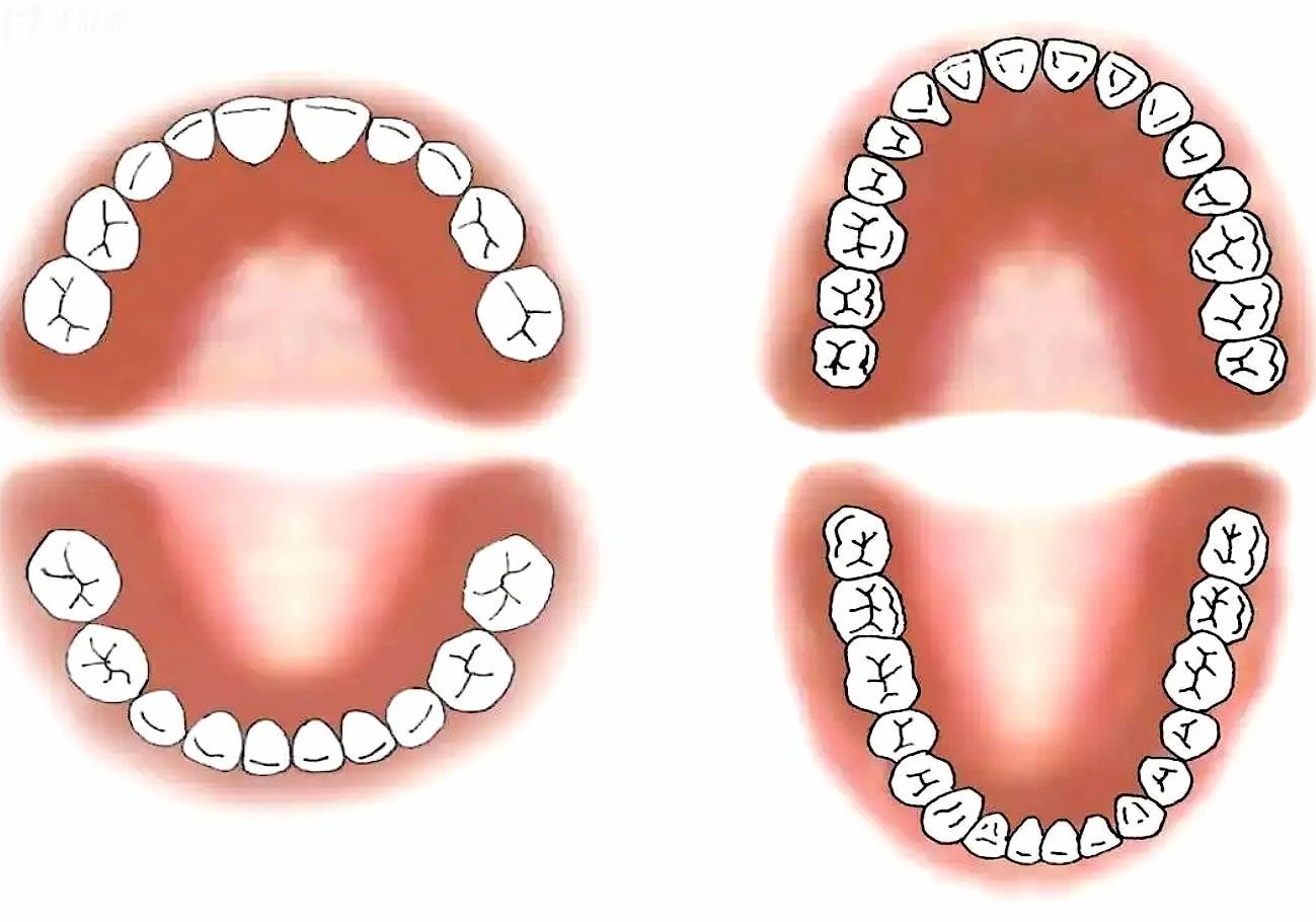 人类第二副牙齿保护好可以用一辈子吗?且听"疯"吟!