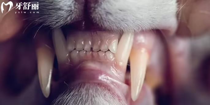 小猫咪牙齿外露怎么办？不齐也能做“正畸”吗？