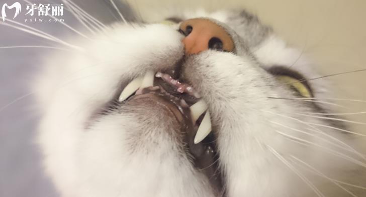 猫咪的牙齿不整齐怎么回事 揭秘牙颌畸形种类和原因