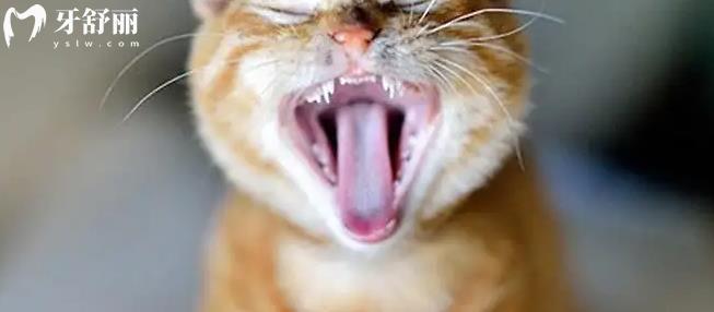 猫咪的牙齿不整齐怎么回事 揭秘牙颌畸形种类和原因
