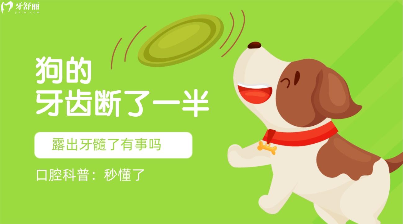 秒懂狗的牙齿断了一半,露出牙髓了有事吗