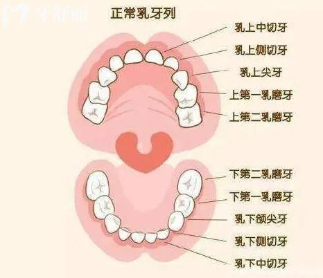 人的牙齿分为几种牙图解图片