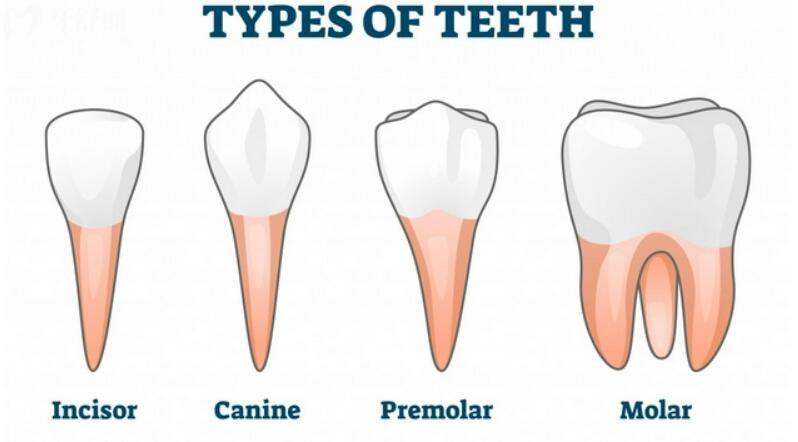 人类的牙齿属于什么类型的?及作用是什么?附上牙齿图片!.jpg