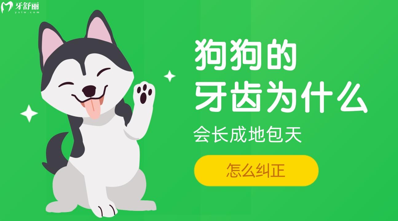狗狗的牙齿为什么会长成地包天,探询狗狗地包天怎么纠正!