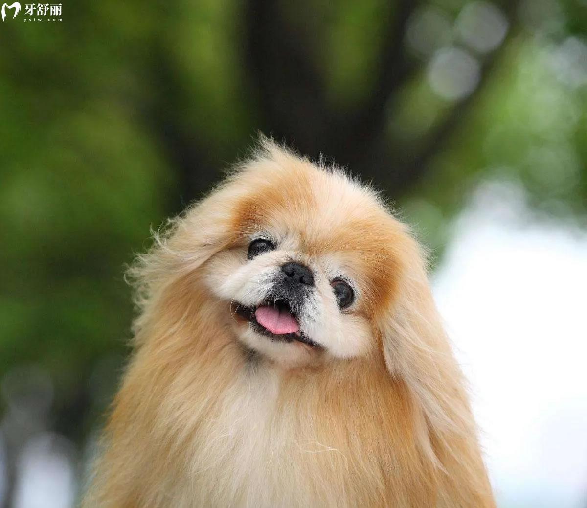 狗狗的牙齿为什么会长成地包天,探询狗狗地包天怎么纠正!