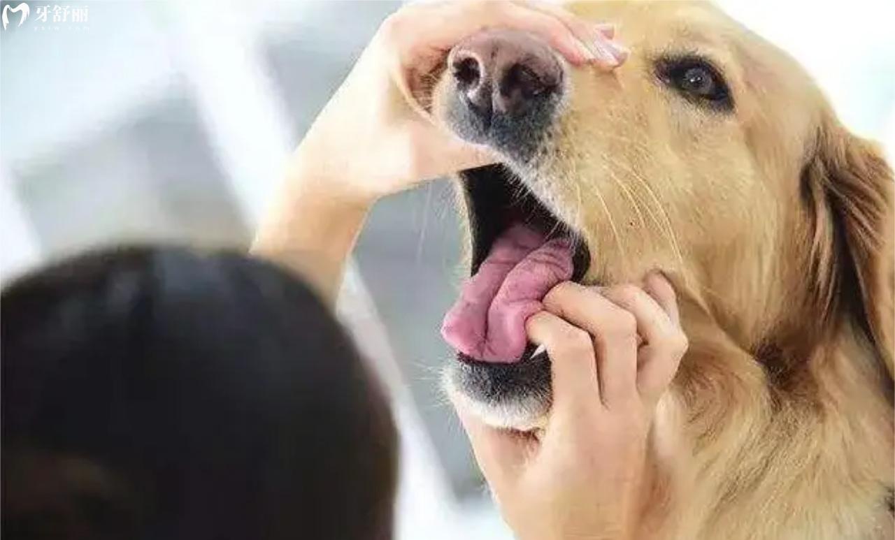狗狗刷牙