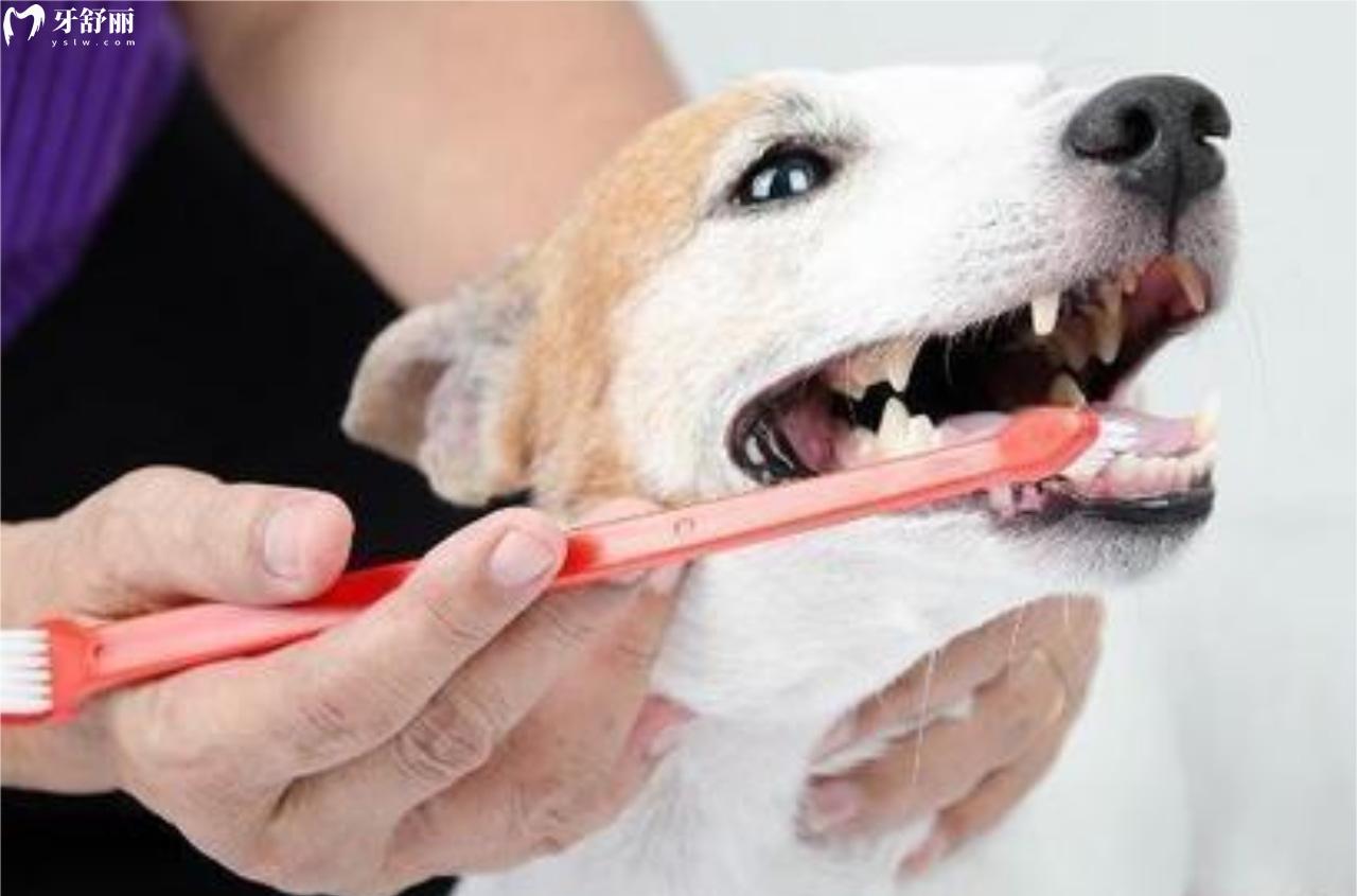 狗狗刷牙