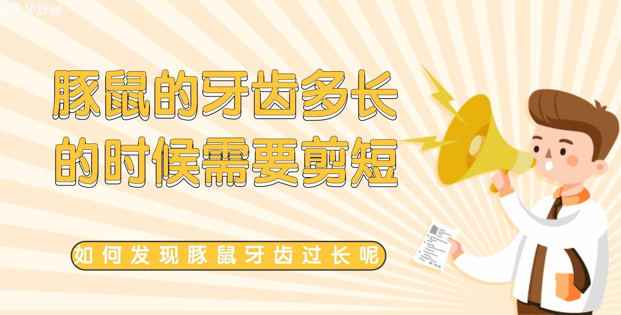 豚鼠的牙齿长到多长的时候需要剪短，如何发现豚鼠牙齿过长呢
