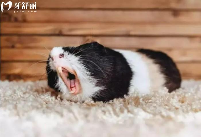 豚鼠