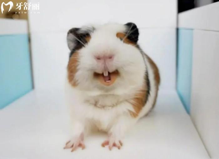 豚鼠