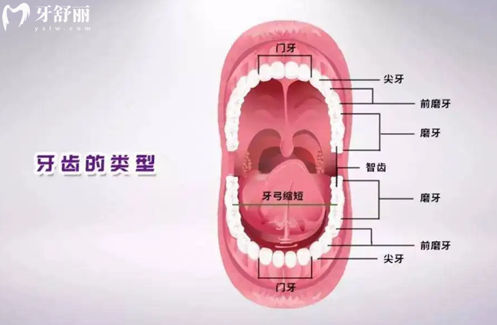 牙齿的类型