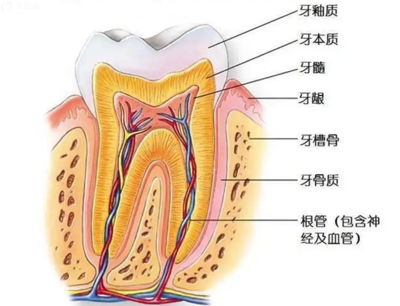 牙神经在哪里