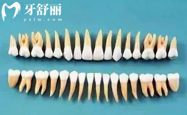 人类牙齿中哪个牙齿的作用更大 是磨牙还是切牙看图片