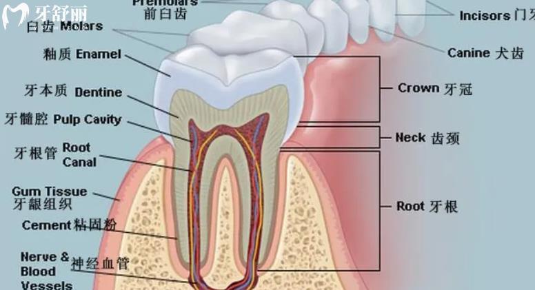 牙神经去除了以后有什么问题吗？这颗牙就算死了吗？
