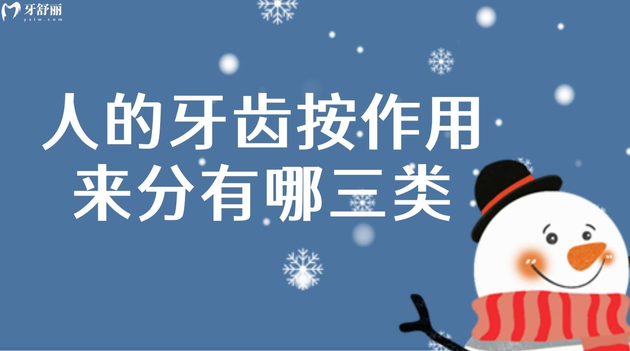 人的牙齿按作用来分有哪三类?牙齿的功能有哪些? 人的牙齿按作用来分有哪三类?牙齿的功能有哪些?