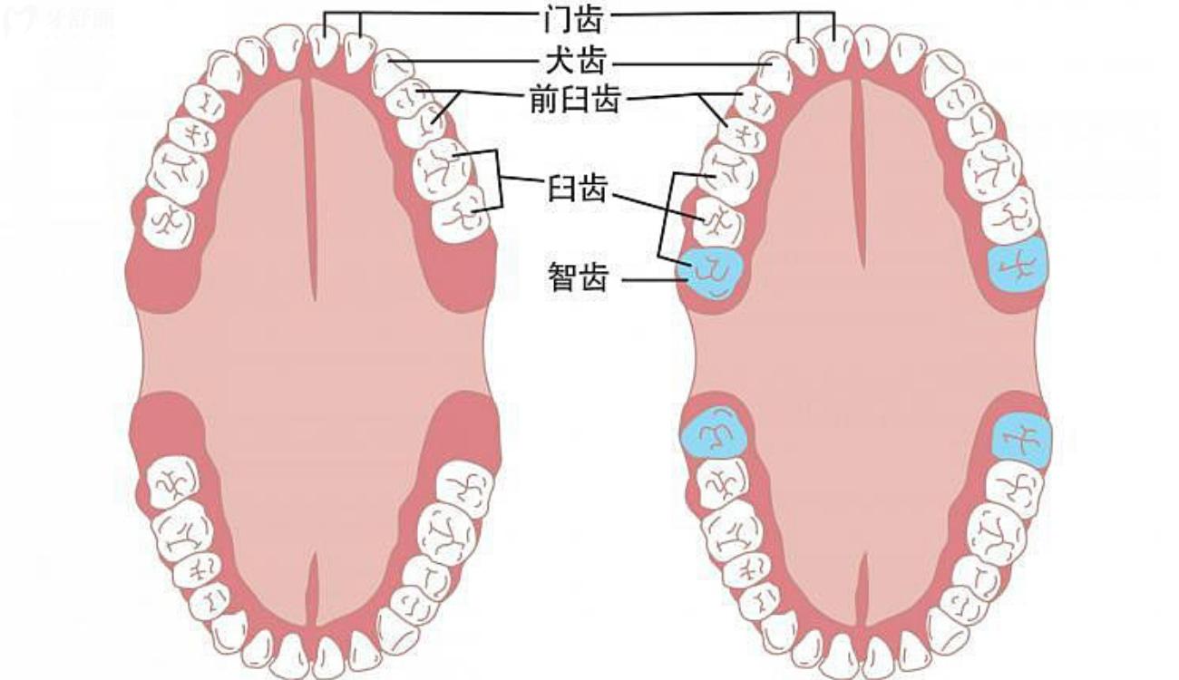 智齿在哪个位置jpg