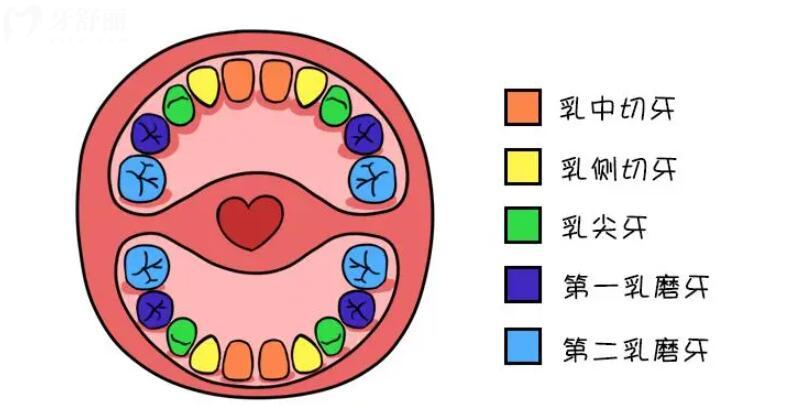 宝宝乳牙萌出的顺序及时间 宝宝乳牙萌出的顺序及时间