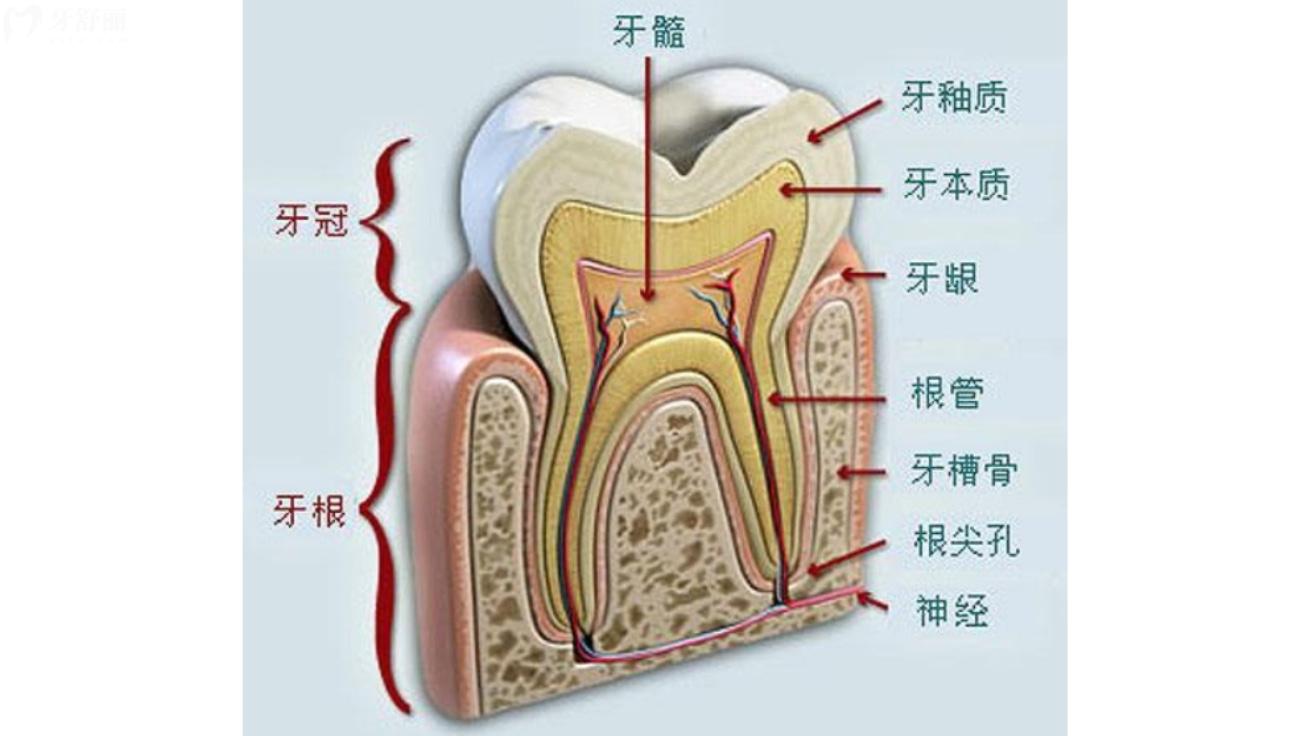 死髓牙的牙根还结实吗.jpg