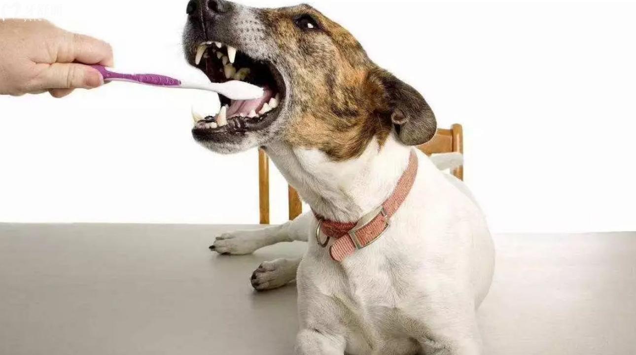 狗的牙齿掉了还会长吗?狗的牙齿为什么比人的厉 害?