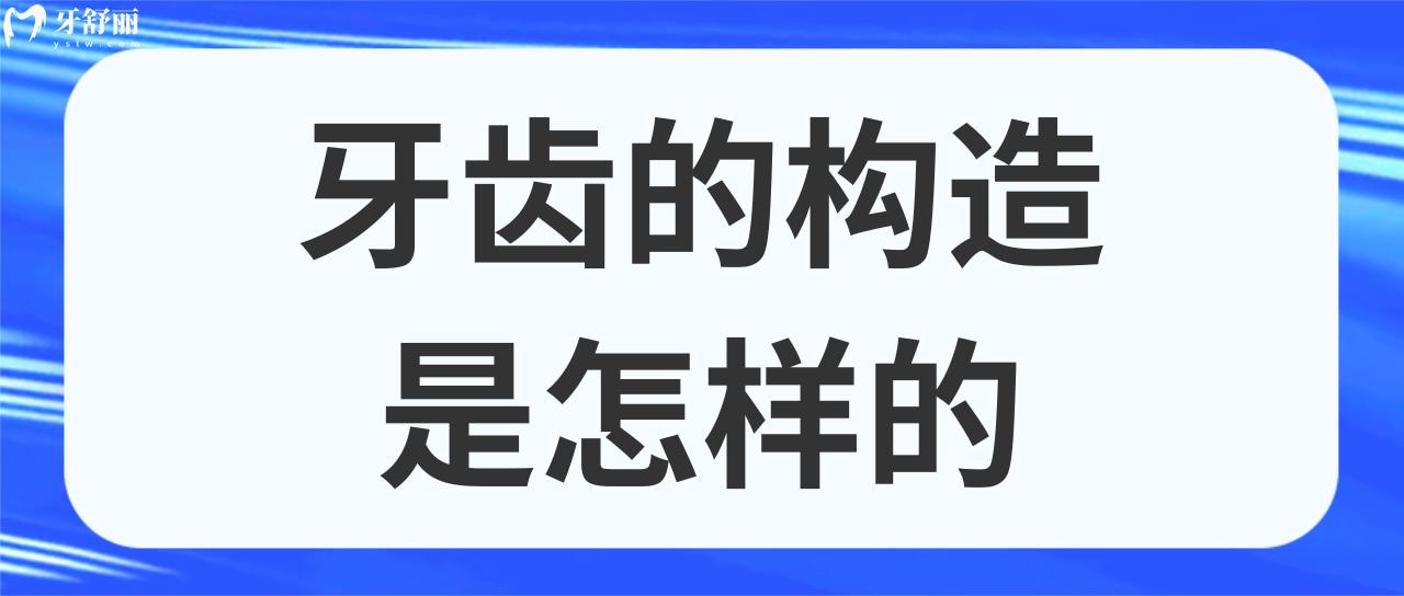 牙齿的构造是怎样的