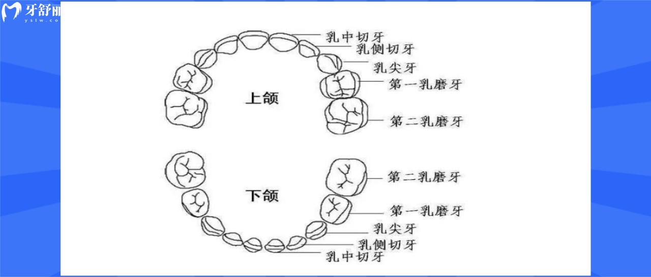 牙齿的构造是怎样的