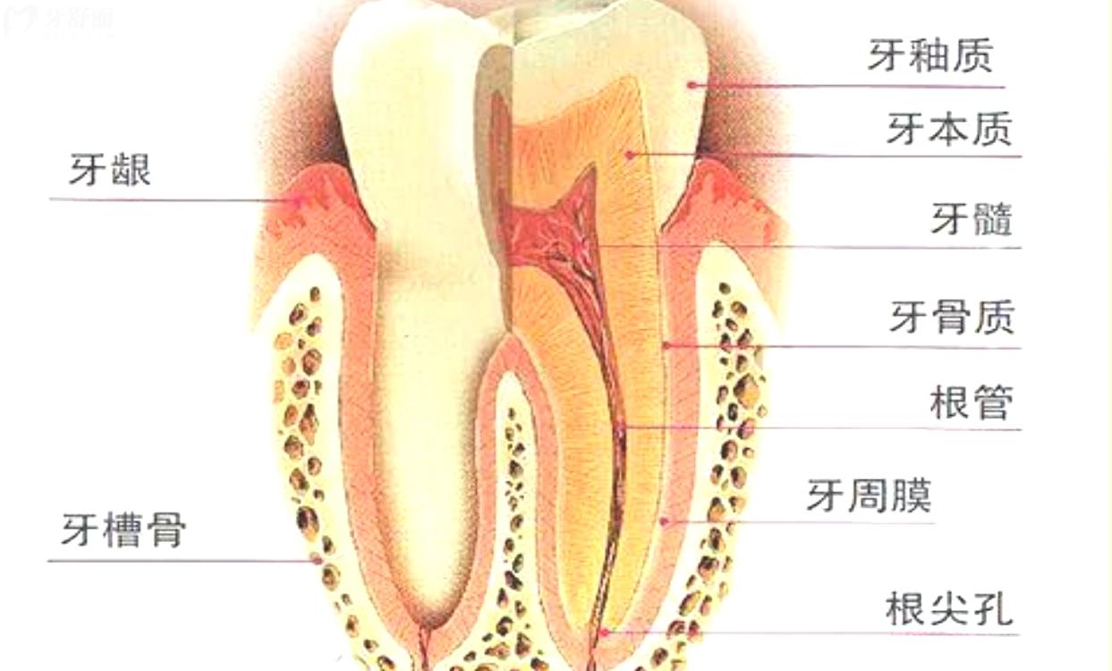 牙齿是由哪些部分组成的.jpg