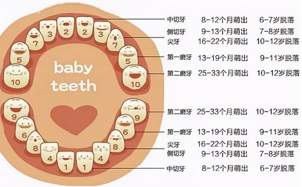 儿童换牙时间