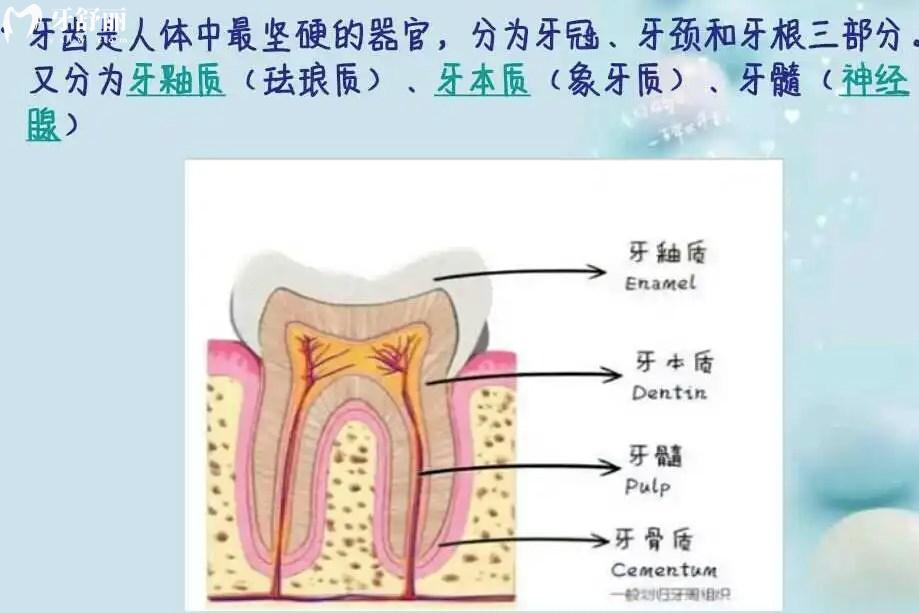 牙齿构造完整图
