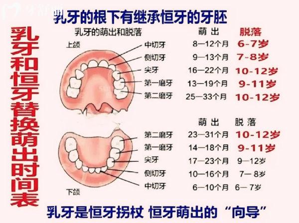 儿童乳牙换恒牙的顺序图
