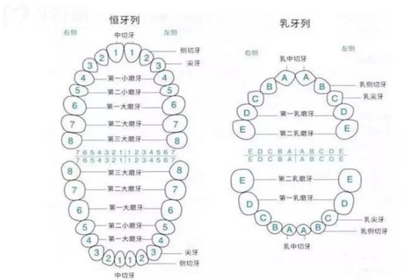 儿童换牙顺序图和时间表