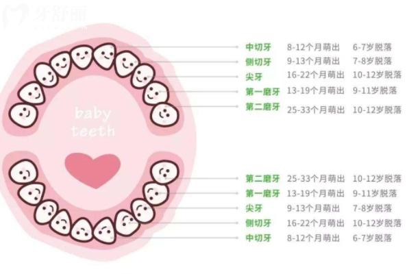 乳牙磕断了一半怎么办？直接拔掉还是修复？