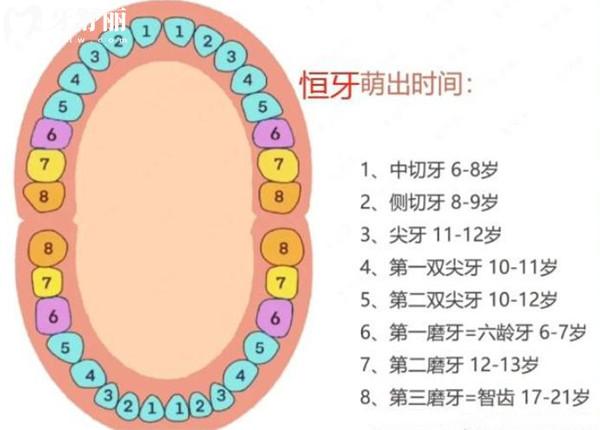 宝宝乳牙萌出顺序及替换顺序