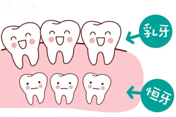 恒牙乳牙.jpg