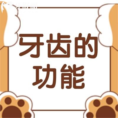 人的牙齿按作用来分有哪三类?牙齿的功能有哪些?