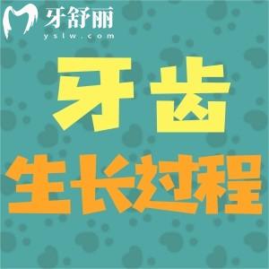 揭秘伴随人一生牙齿的生长过程是怎么样的?